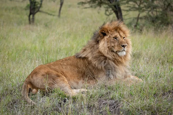 León Macho Acostado Hierba Mirando Derecha —  Fotos de Stock