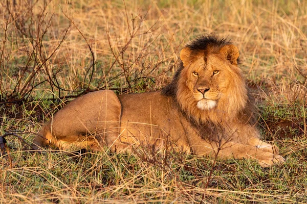 Lion Mâle Couché Dans Herbe Tournant Tête — Photo