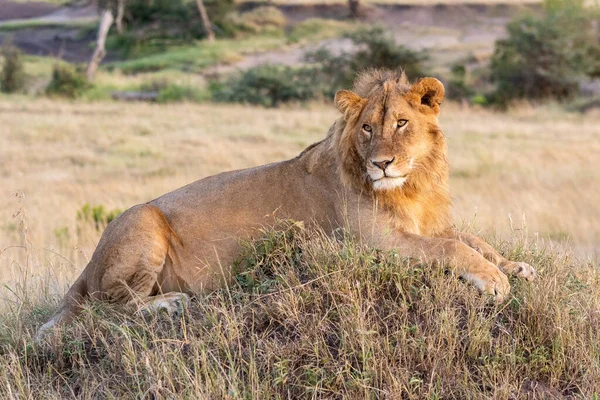 Αρσενικό Λιοντάρι Που Βρίσκεται Στο Ανάχωμα Στο Γρασίδι — Φωτογραφία Αρχείου