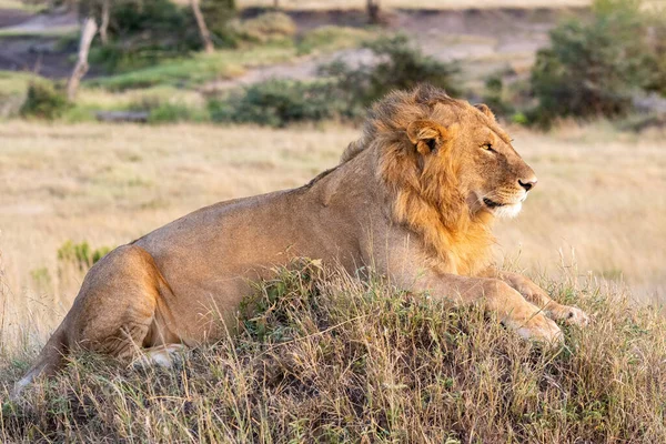 Αρσενικό Λιοντάρι Που Βρίσκεται Στο Ανάχωμα Κοιτάζει Προς Εμπρός — Φωτογραφία Αρχείου