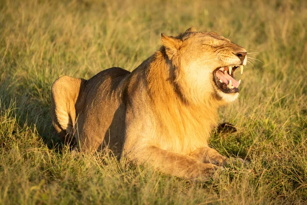 人間の反応を示す芝生の上の雄ライオン — ストック写真