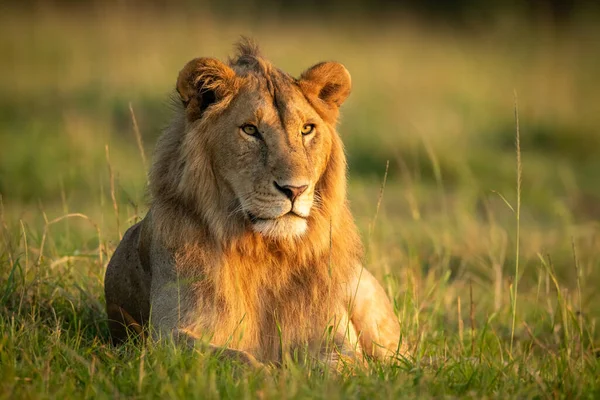 León Macho Acostado Hierba Con Reflector —  Fotos de Stock