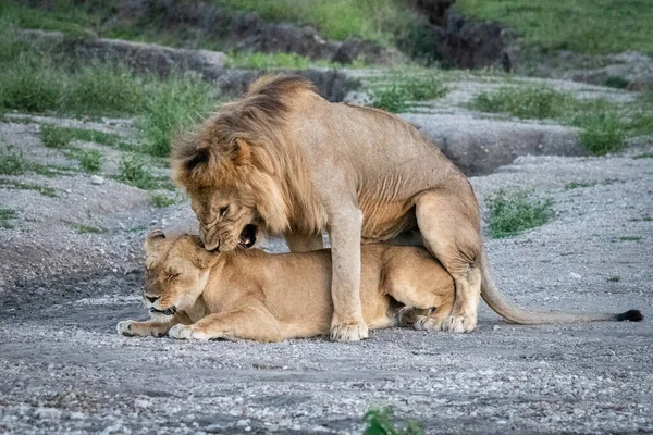 在大草原 雄狮与母狮交配 — 图库照片