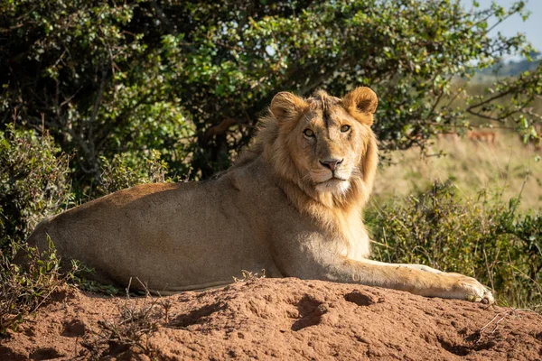 Macho León Termitas Montículo Caras Cámara —  Fotos de Stock