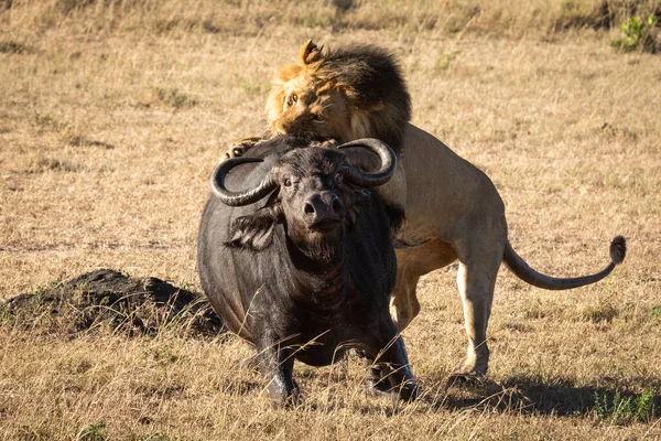 Man Lejon Drar Ner Buffel Bakifrån — Stockfoto