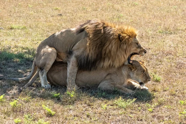 Macho León Ruge Mientras Apareamiento Sol —  Fotos de Stock