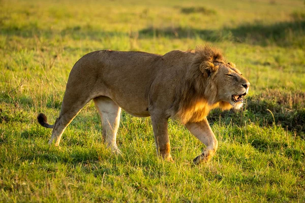 Male lion roars while walking in savannah