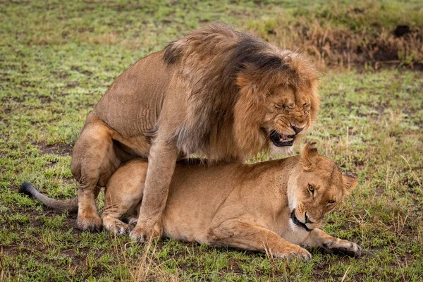 Lion Mâle Visse Visage Pendant Accouplement — Photo