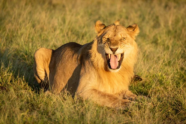 Leão Macho Mostra Resposta Flehmen Deitado — Fotografia de Stock