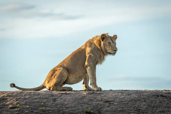 León Macho Sienta Horizonte Mirando Derecha — Foto de Stock