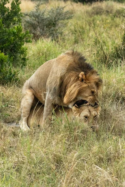 Lion Mâle Grogne Tout Accouplant Dans Herbe — Photo
