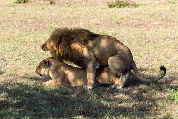 Männchen Knurrt Bei Der Paarung Mit Weibchen — Stockfoto