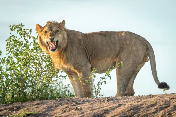 Lion Mâle Tient Dents Écartant Vers Caméra — Photo