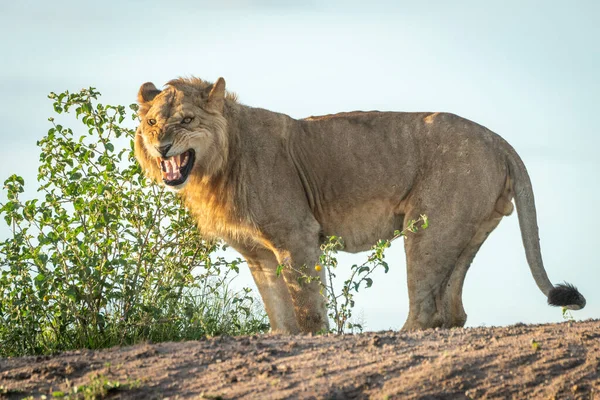 Αρσενικό Λιοντάρι Στέκεται Baring Δόντια Στην Όχθη — Φωτογραφία Αρχείου
