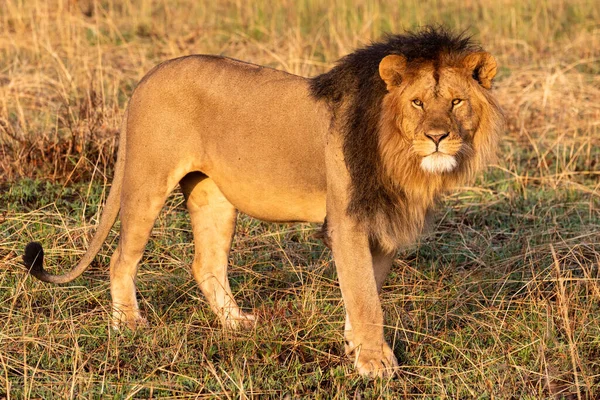 Lion Mâle Tient Dans Herbe Tournant Tête — Photo