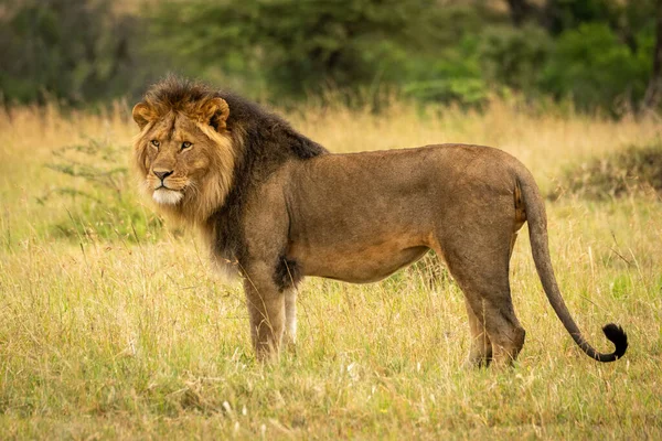 Männlicher Löwe Steht Links Gras — Stockfoto