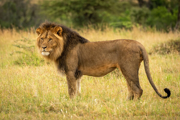 Male lion stands in grass facing left