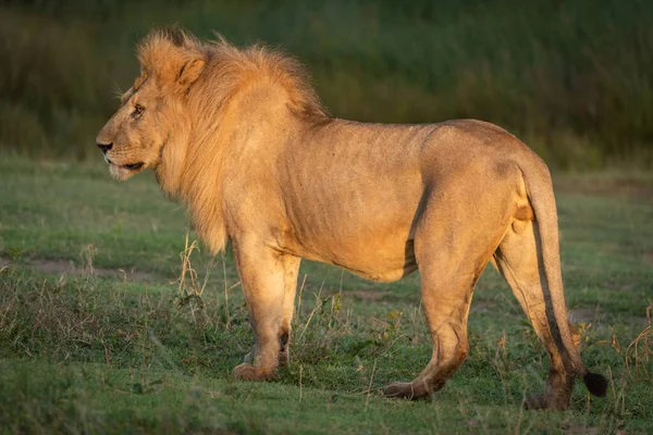 Αρσενικό Λιοντάρι Στέκεται Στο Προφίλ Την Αυγή — Φωτογραφία Αρχείου
