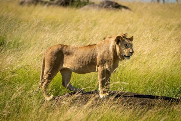 Männlicher Löwe Steht Rechts Auf Felsen — Stockfoto