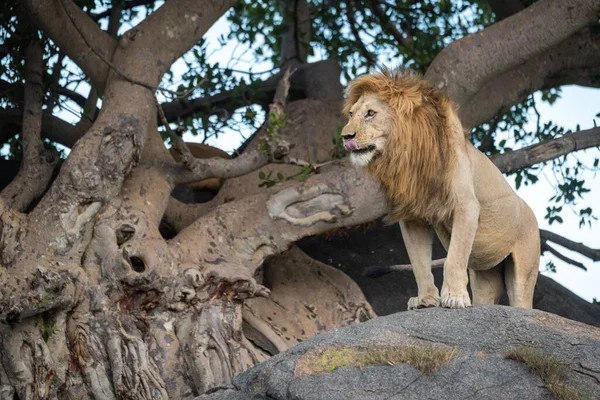 雄狮站在岩石上的一棵树旁 — 图库照片