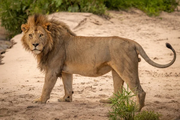 Αρσενικό Λιοντάρι Στέκεται Στην Άμμο Βλέποντας Κάμερα — Φωτογραφία Αρχείου
