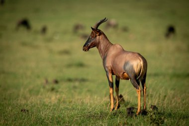 Erkek topi Savannah 'da kameraya bakıyor.