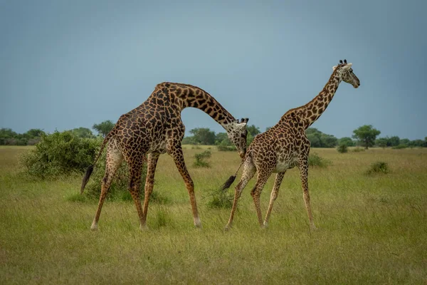 Erkek Masai Zürafası Dişinin Arkasını Kokluyor — Stok fotoğraf