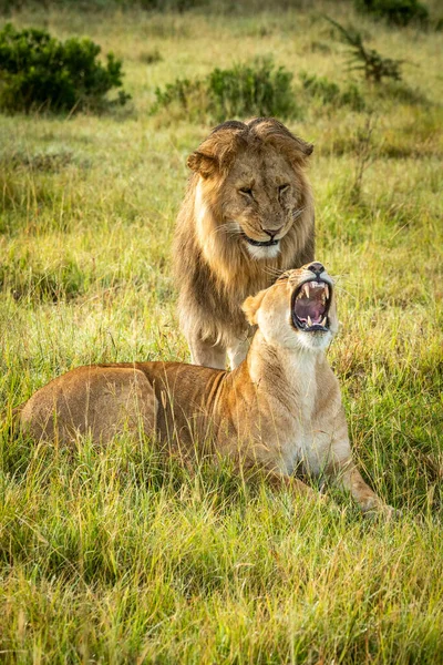 Male Lion Stands Watching Lioness Lying Growling — Stock Photo, Image