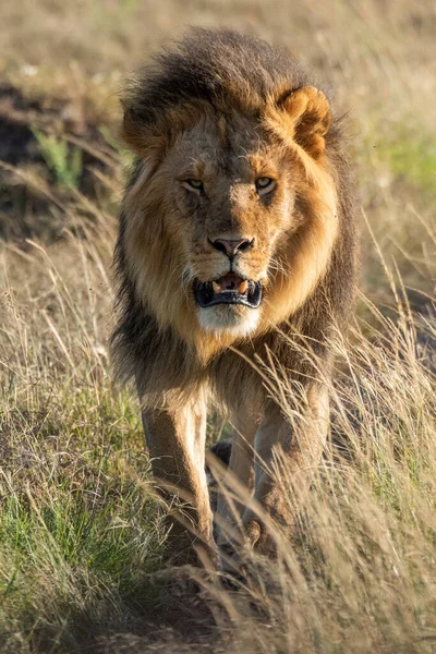 雄狮子穿着草皮朝摄像机走去 — 图库照片