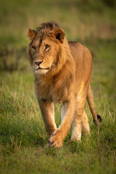 Leão Macho Caminha Através Grama Savana — Fotografia de Stock