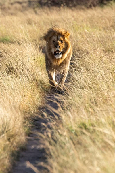 Männlicher Löwe Läuft Auf Gleis Richtung Kamera — Stockfoto