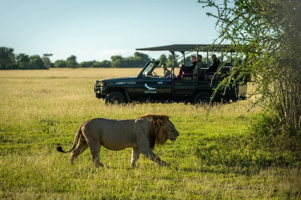 Erkek aslan kamyonun yanından geçerek çalılıklara doğru yürüyor.