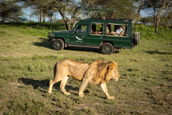 Lion Passe Devant Camion Safari — Photo