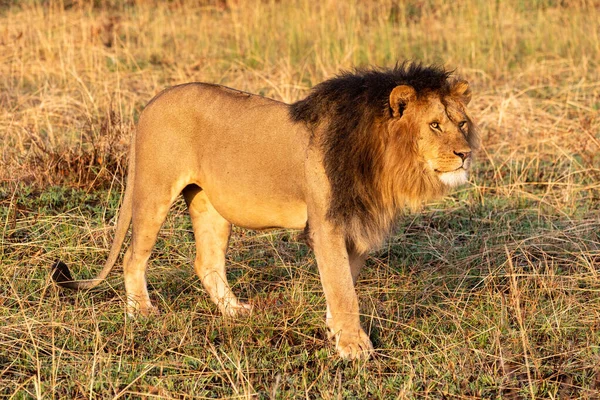 雄ライオンは草の頭を回しながら歩く — ストック写真