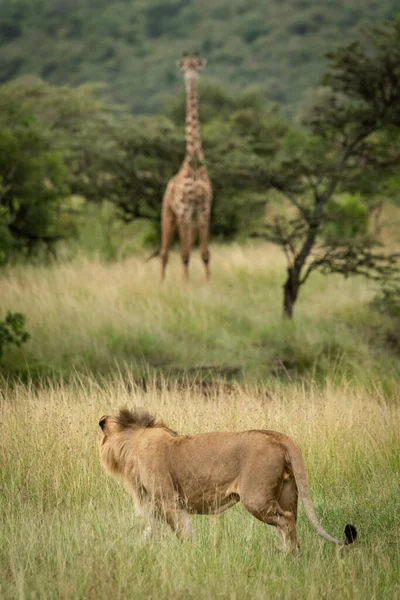 Mannelijke Leeuw Kijkt Naar Masai Giraffe Savanne — Stockfoto