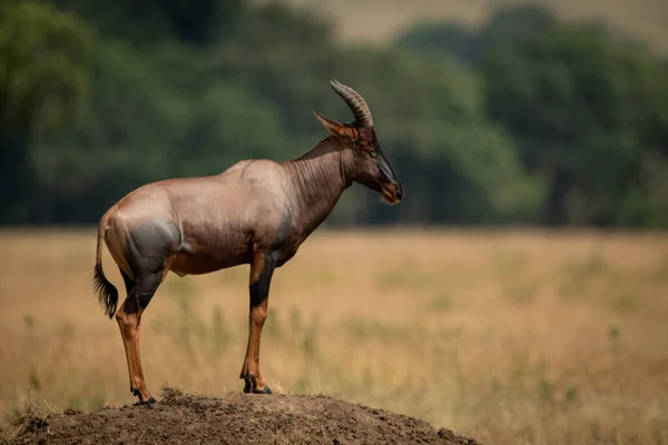 Male Topi Displays Himself Dirt Mound — Stock Photo, Image