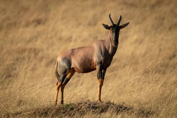 Macho Topi Muestra Montículo Herboso —  Fotos de Stock