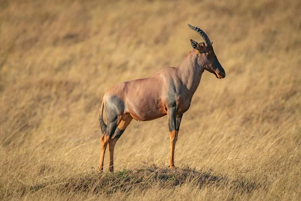 Männlicher Topi Zeigt Sich Auf Grashügel — Stockfoto