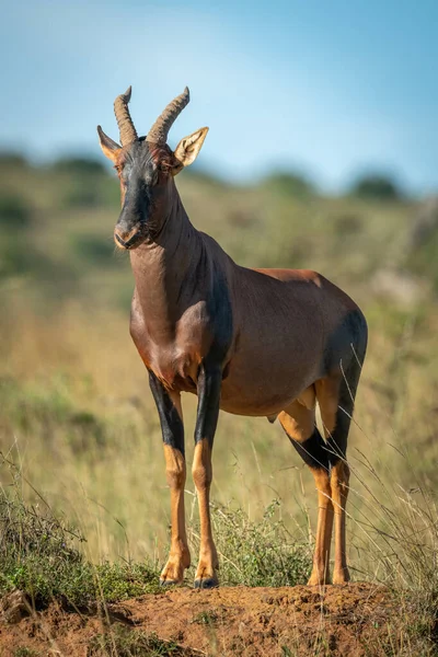 Maschio Topi Stand Tumulo Mostrando Stesso — Foto Stock