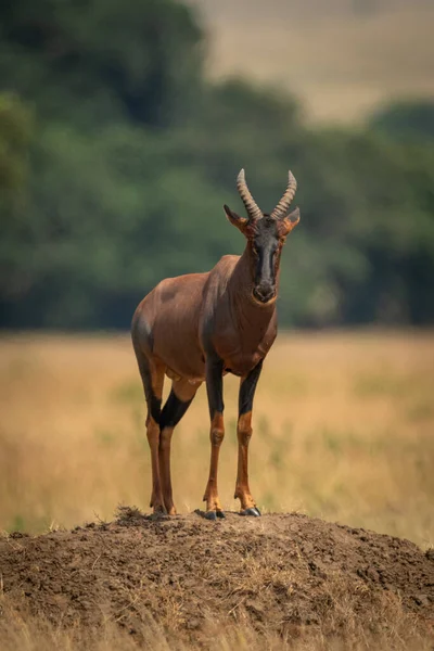 Männliche Topi Steht Auf Hügel Vor Kamera — Stockfoto