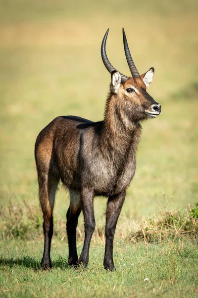 Masculino Waterbuck Stands Grama Eyeing Câmera — Fotografia de Stock