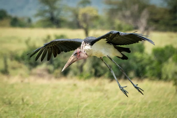 Marabou stork about to land dangles legs
