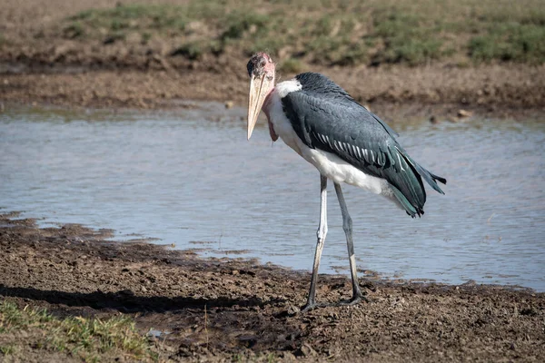 Marabou Stork Walks Shallow Stream — Stock Photo, Image