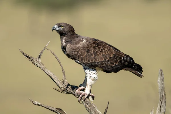 Aigle Martial Profil Sur Arbre Mort — Photo