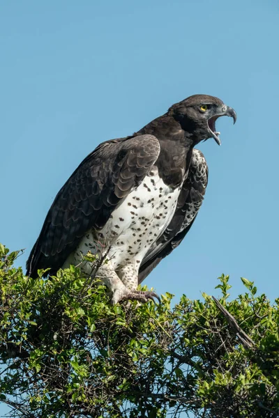 Aigle Martial Dans Les Griffes Broussailles Feuillues — Photo