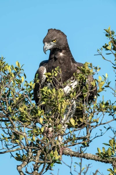 Aigle Martial Regarde Vers Bas Depuis Les Buissons Feuillus — Photo