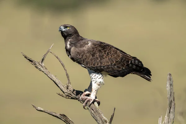 Aigle Martial Regarde Vers Haut Arbre Mort — Photo