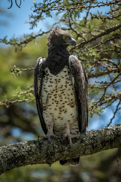 Martial Eagle Branch Turns Head Right — Stock Photo, Image