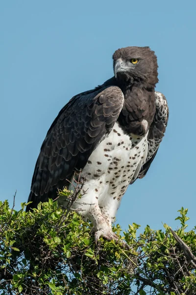 Aigle Martial Sur Buisson Feuillu Tourne Tête — Photo