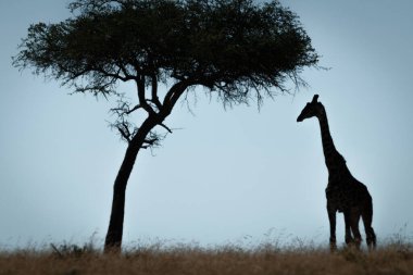 Masai zürafası ağacın altında duruyor.